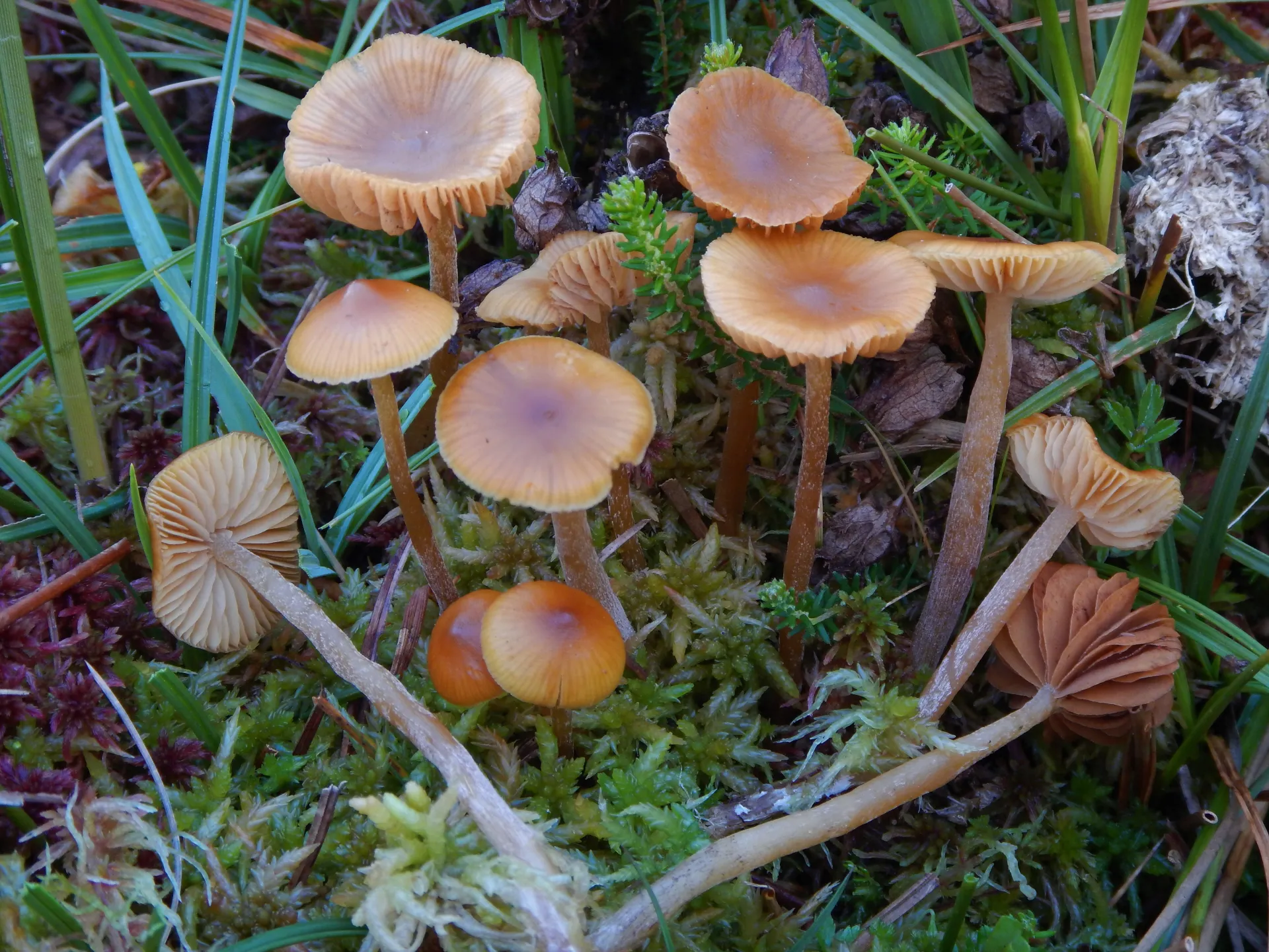 Galerina hybrida-20-07-04 (2)